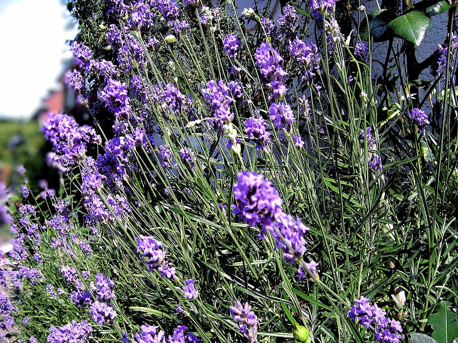 purple, lavender, lavender flowers, lavandula angustifolia, HD wallpaper