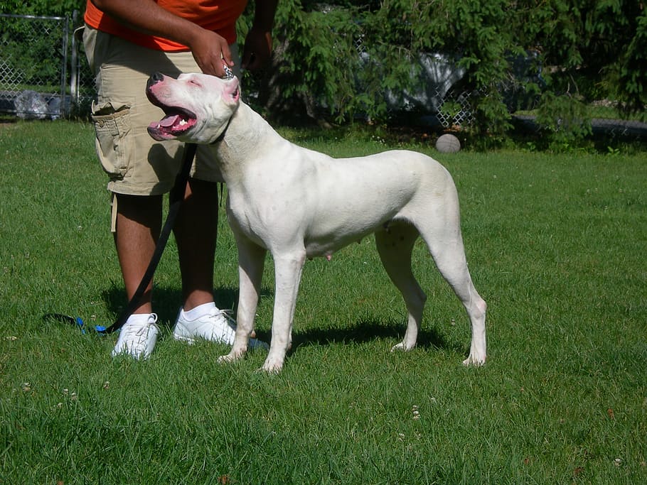 Dogo Argentino, Animal, pets, outdoors, grass, friendship, canine