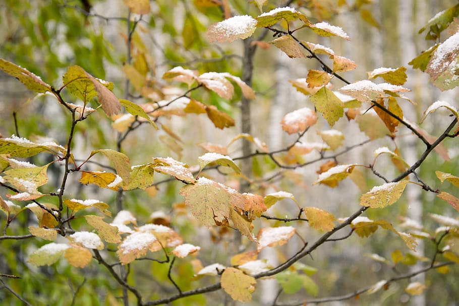 autumn, trees, forest, nature, yellow leaves, snow, autumn nature HD wallpaper