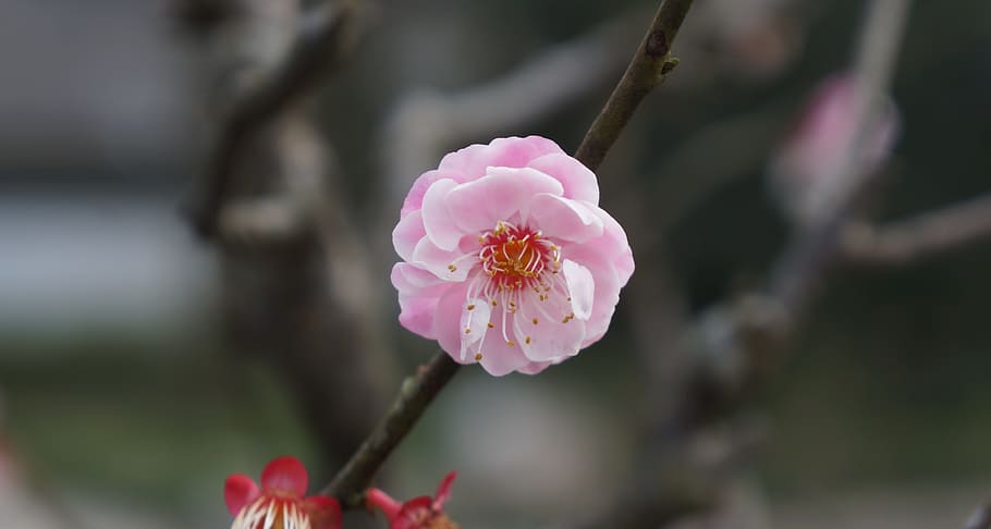 Pink, Plum Blossom, Flower, Spring, macro, pink color, focus on foreground HD wallpaper