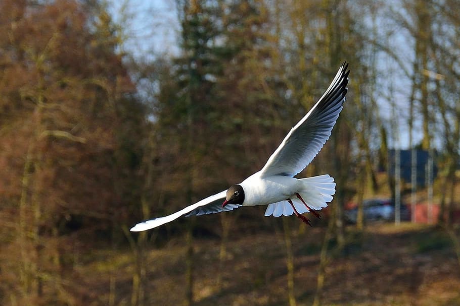 seagull, bird, flight, nature, wings, sky, animals, pen, wild birds HD wallpaper