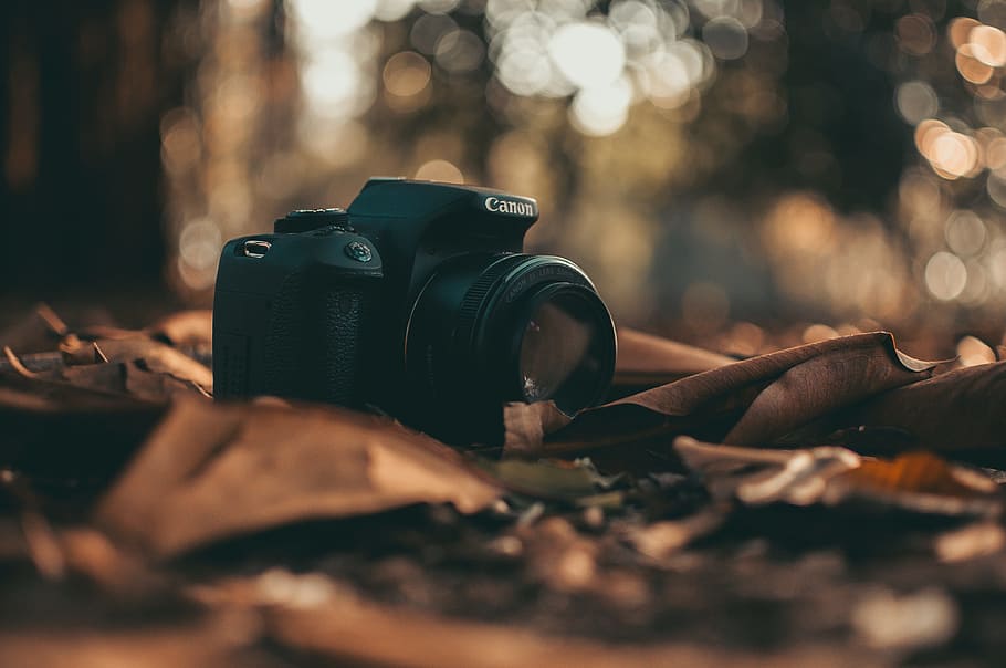 Canon DSLR Camera, dry leaves, ground, lens, macro, photography themes