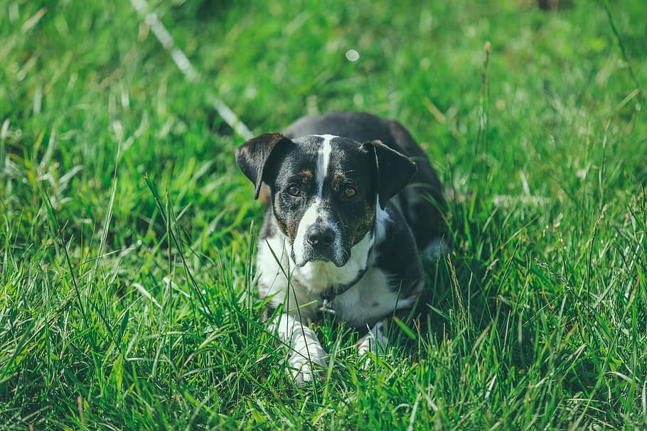white and black dog on green grass, adult black and white American pit bull terrier lying on the grass field HD wallpaper