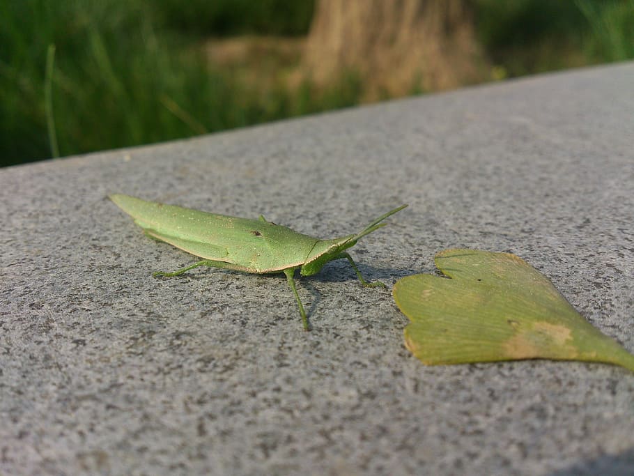 grasshopper, green leaf, static, animal themes, animal wildlife HD wallpaper