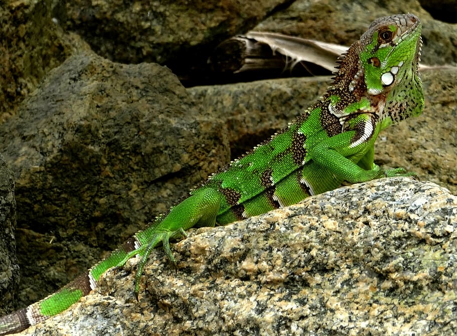 iguana, caribbean, green, lizard, reptile, animal, creature HD wallpaper