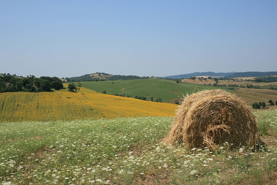 sun, maremma, yellow, green, summer, italy, tuscany, landscape HD wallpaper