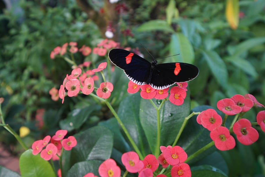 key west, butterfly, nature, conservatory, black, pink, red, HD wallpaper