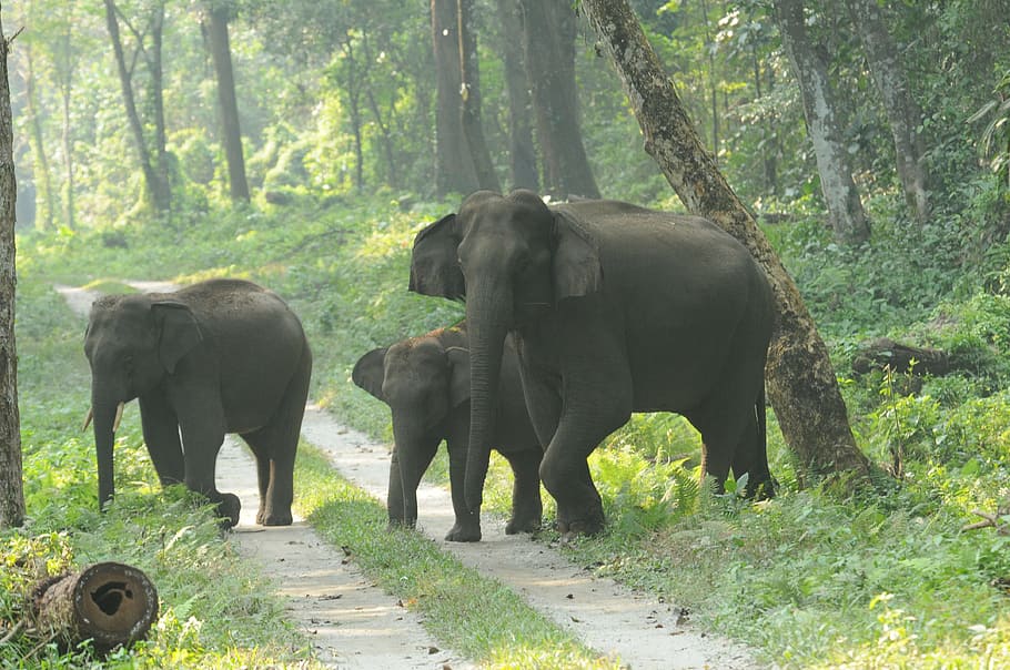elephant, wild, forest, tree, animal, animal themes, animal wildlife HD wallpaper