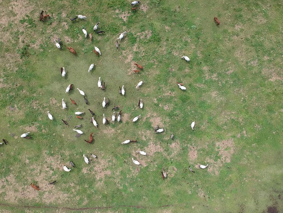 flock of bird on green grass, herd of mammal on grass, horse HD wallpaper