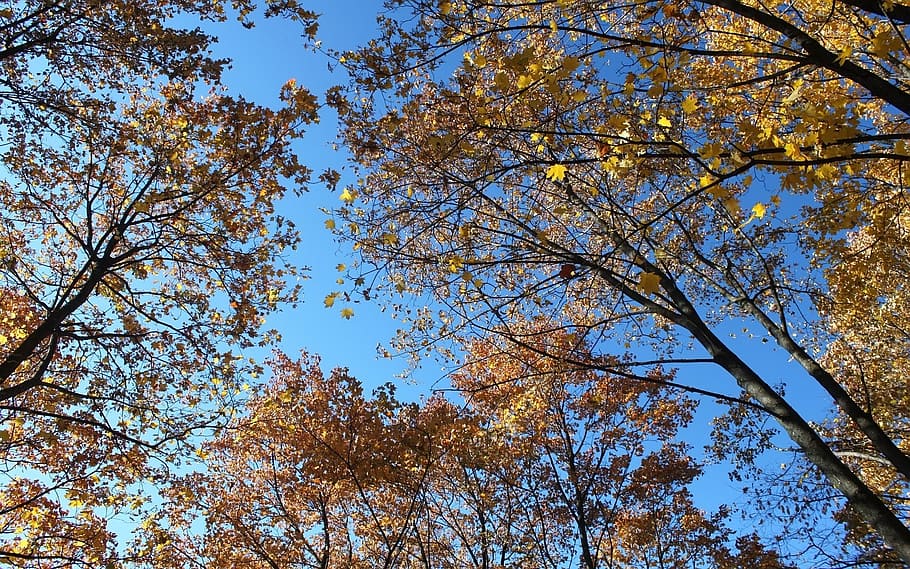 autumn, clear sky, trees, low angle view, plant, beauty in nature HD wallpaper