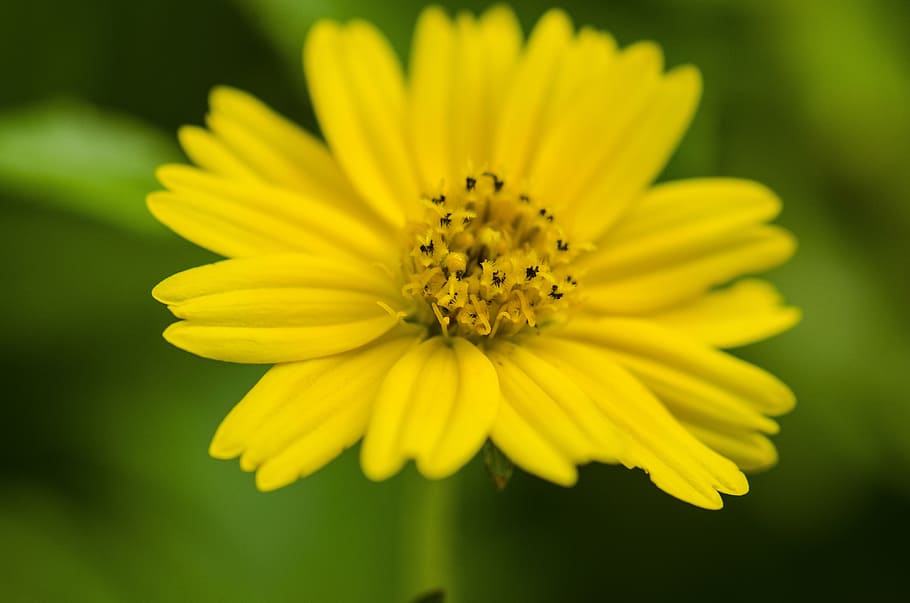 flower, pistil, macro, flowering plant, yellow, fragility, freshness HD wallpaper