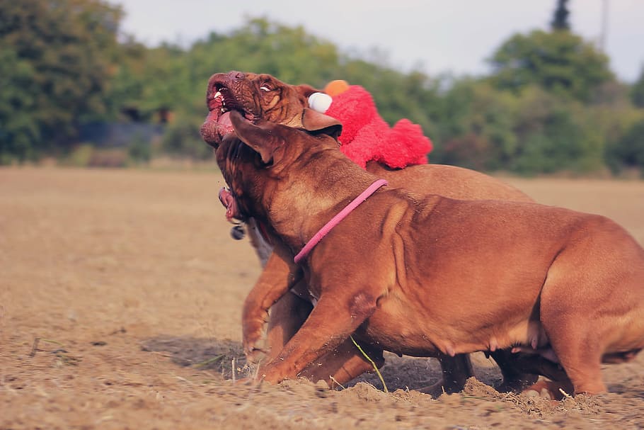 bordeaux, mastiff, dog, mastiffs, animal, french, pet, brown, HD wallpaper