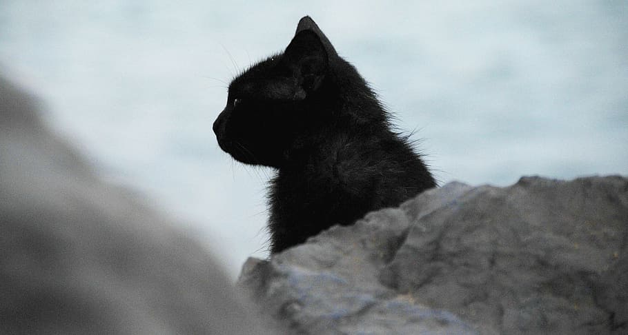 cat cat on top of gray rock, black, profile, looking, feline