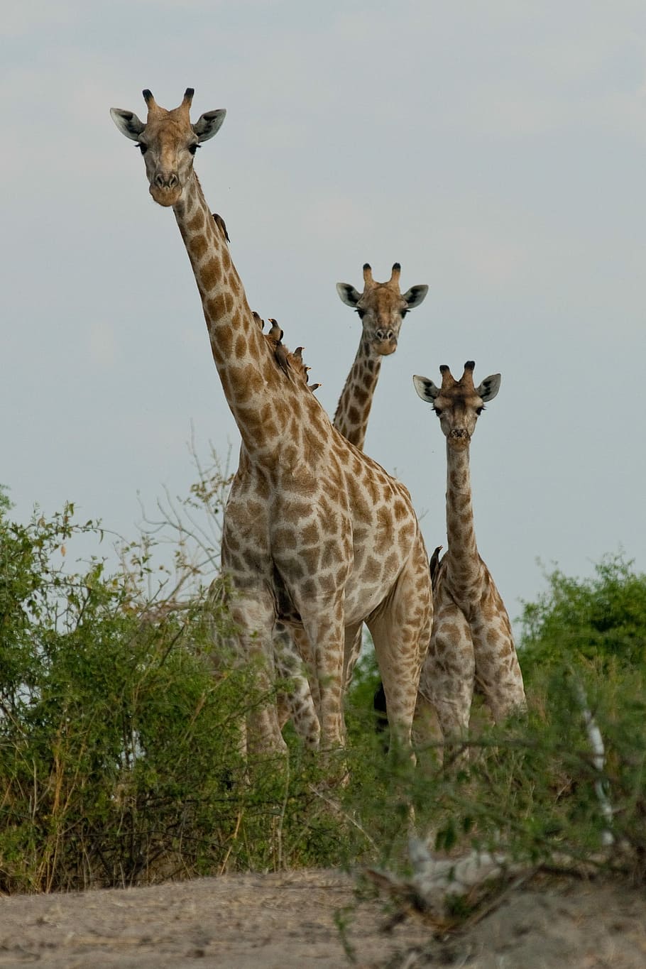 Giraffe, Botswana, Curiosity, animal wildlife, animals in the wild HD wallpaper
