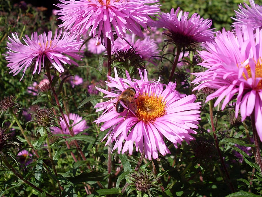 Flower, Bee, Blossom, Bloom, Insect, plant, close, violet, nature HD wallpaper