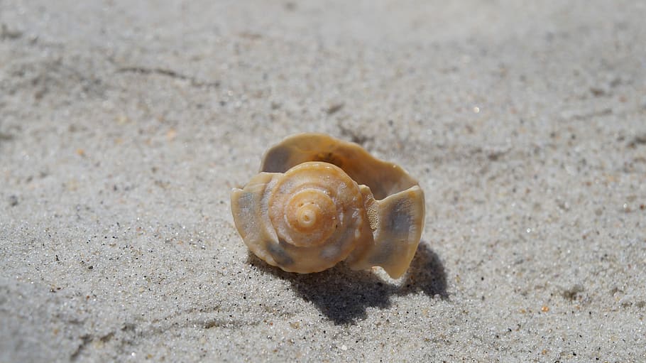 sand, beach, shell, seashore, seashell, tropical, sandy, outdoors HD wallpaper