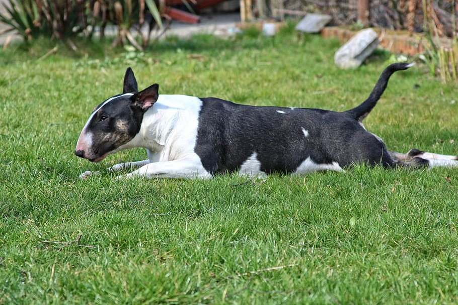 dog, bull terrier, blackbrindle, domestic, pets, domestic animals HD wallpaper