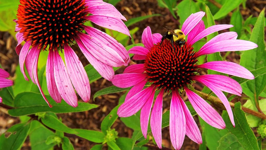 flora, plants, flowers, echinacea, pink, bee, foliage, garden HD wallpaper