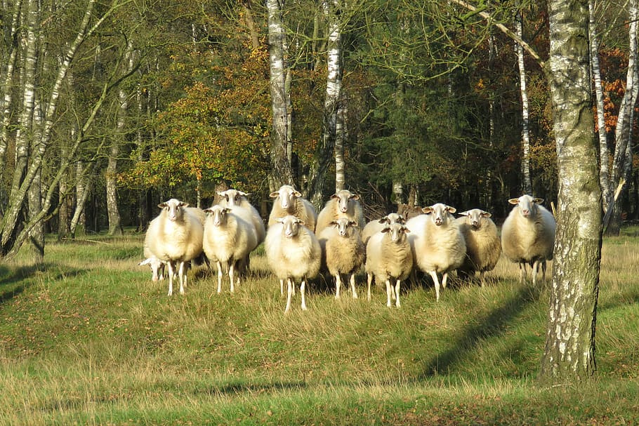 uddel, sheep, evening light, grazing, animal themes, grass HD wallpaper