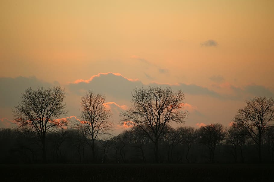 sunset, winter, trees, sky, clouds, wintry, evening sky, nature HD wallpaper