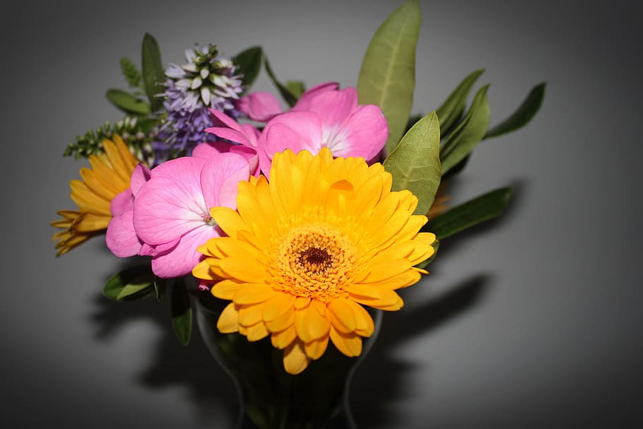 flowers, nature, petal, plant, yellow, flower Head, close-up HD wallpaper