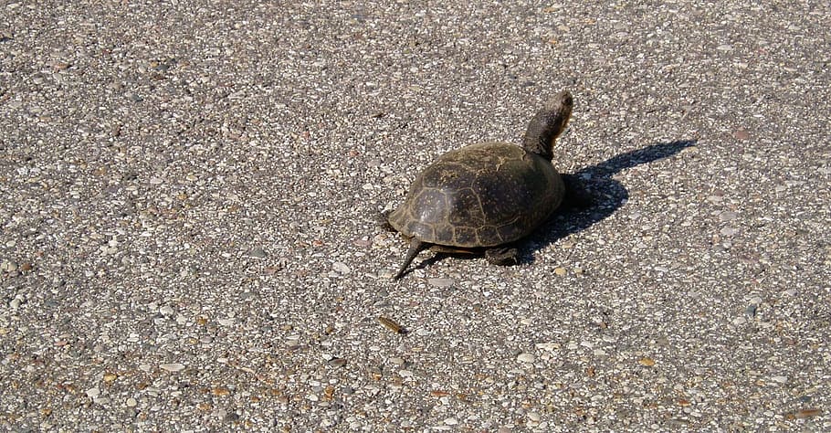 turtle, road, crawl, shell, wildlife, nature, animal, animal themes HD wallpaper