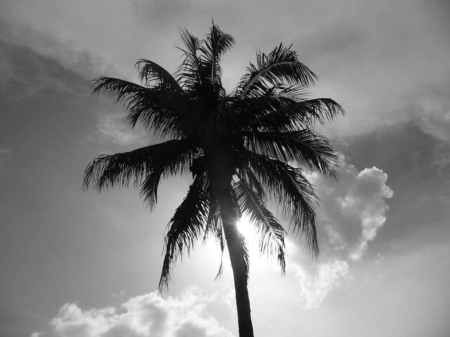 florida, palm, naples, palm tree, tropical climate, sky, cloud - sky HD wallpaper
