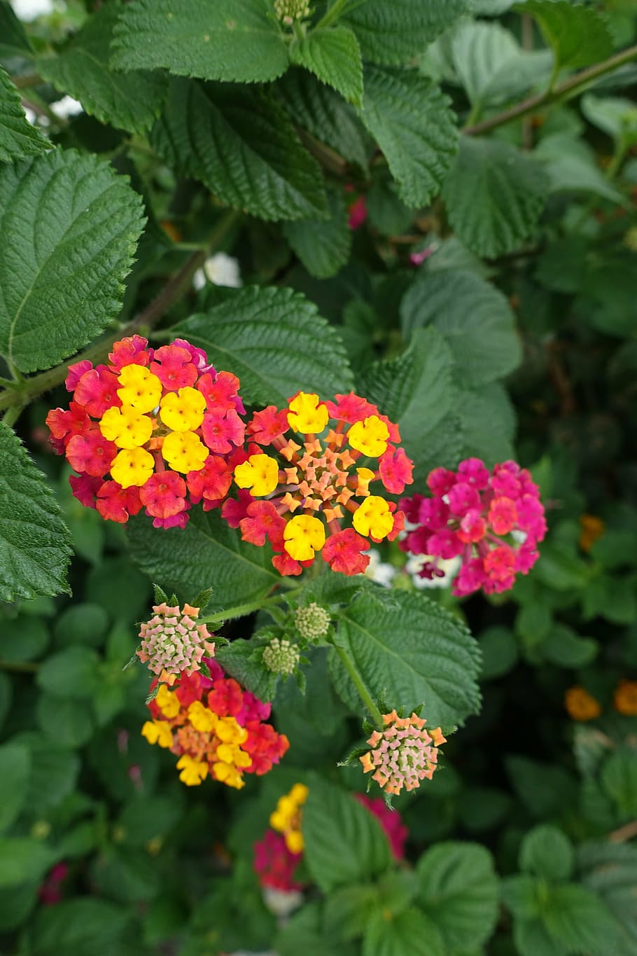 macro, summer, flowers, nature, plants, garden, spring, madeira HD wallpaper
