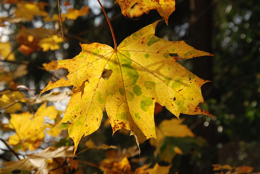 Sheet, Grain, Sunlight, Yellow, autumn, brown, green, leaf HD wallpaper