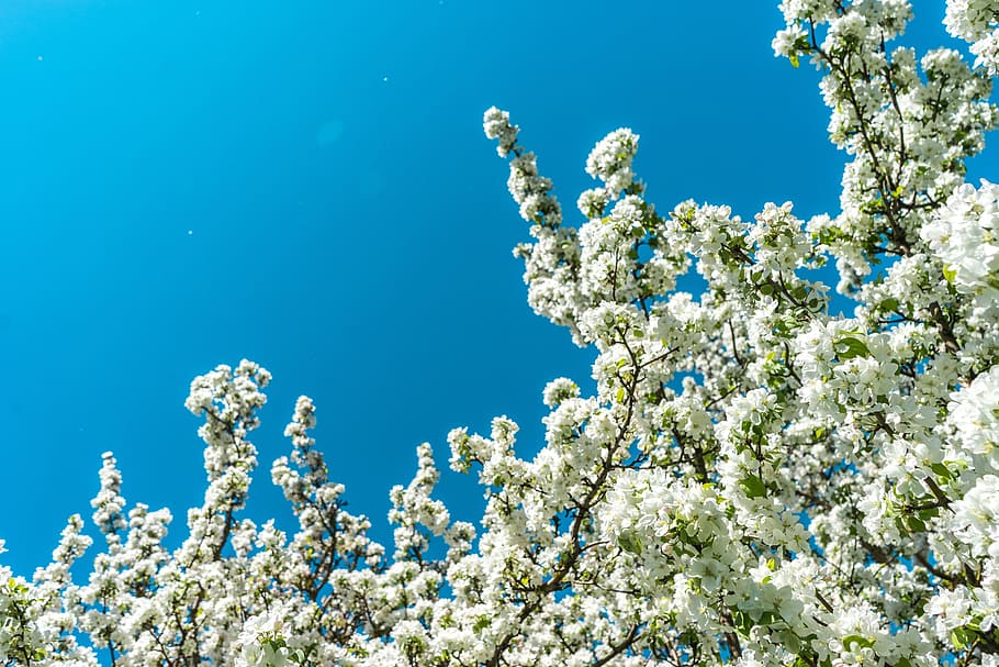 blue, sky, white, flower, tree, bloom, blossom, nature, beauty in nature HD wallpaper