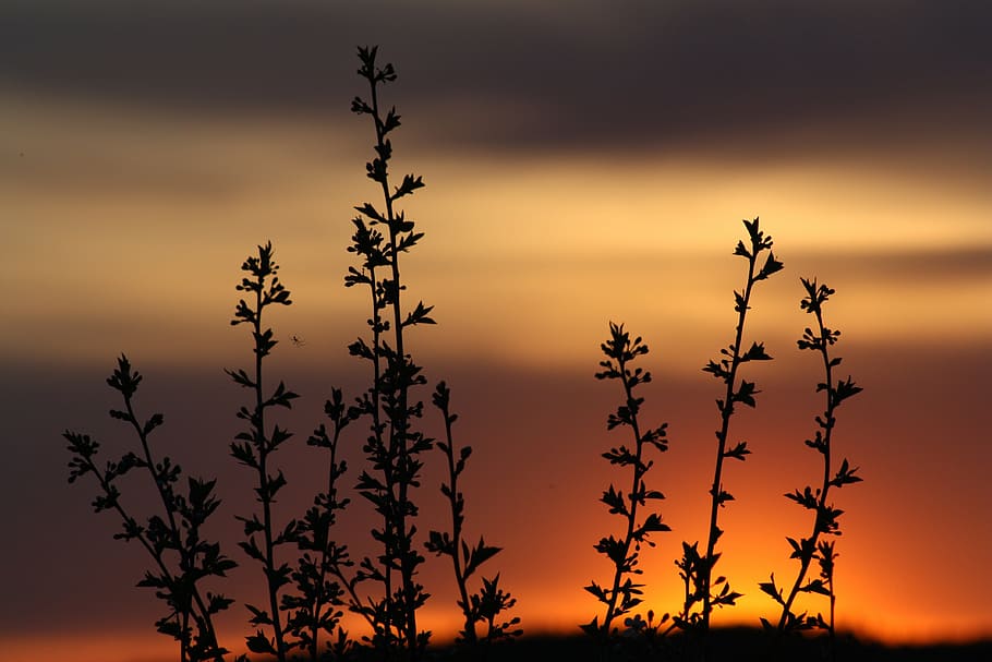 silhouette photo of plant during golden hour, spring, bloom HD wallpaper