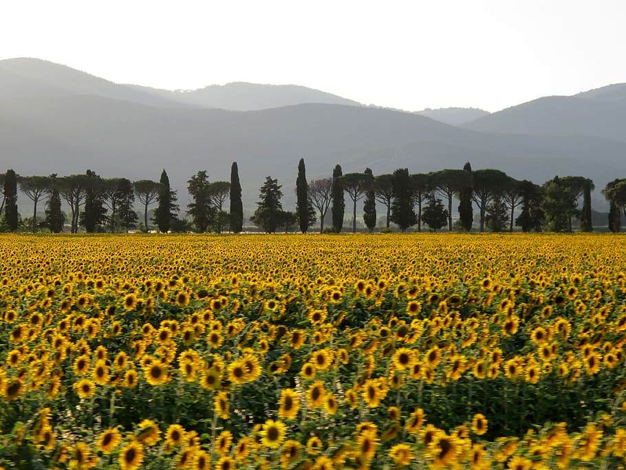 field, sunflowers, sunset, italy, plant, beauty in nature, landscape, HD wallpaper