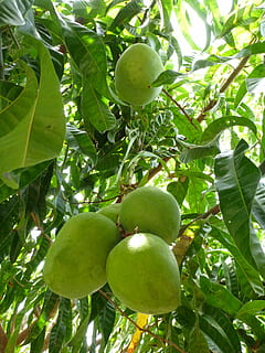 Mango, Green, Tree, Immature, Fruit, frisch, from the tree HD wallpaper