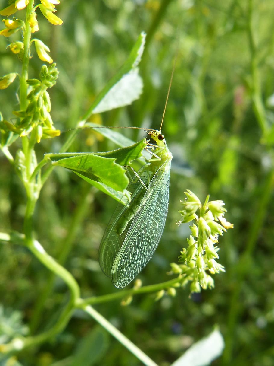 Insect, Green, Bug, Wings, green bug, flying insect, detail HD wallpaper
