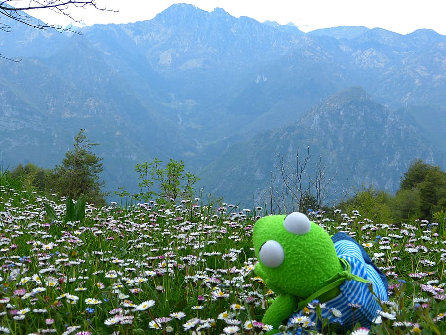 frog plush toy on flowers, Kermit, Outlook, Mountains, Enjoy HD wallpaper