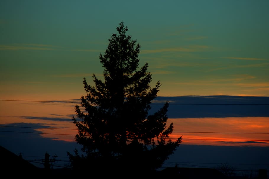 tree, sunset, sky, cloud, in the evening, silhouette, beauty in nature HD wallpaper