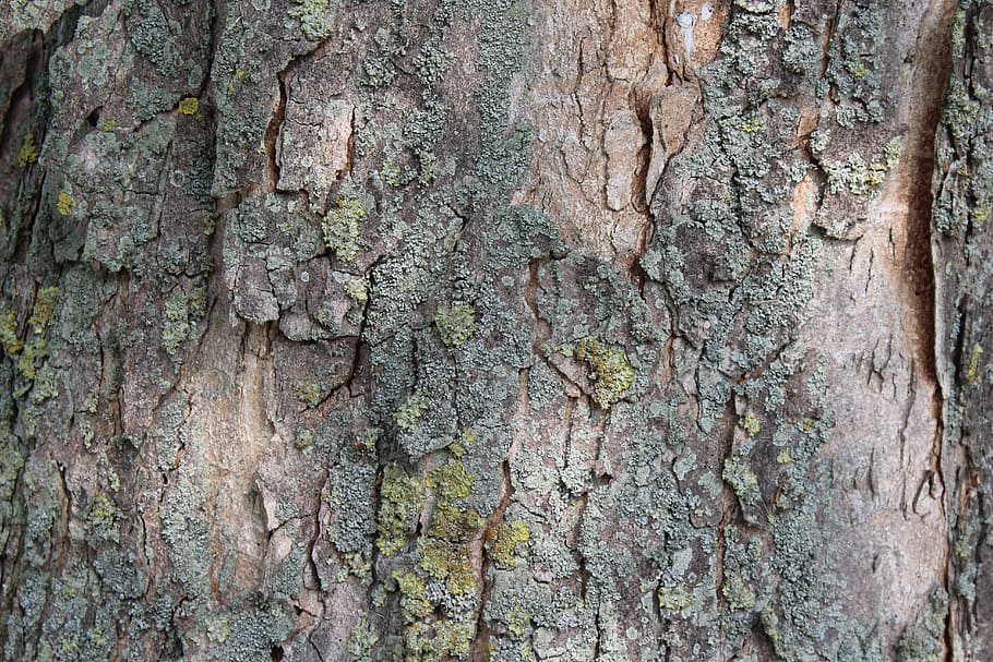 tree bark, log, texture, structure, wood, tree trunk, full frame HD wallpaper