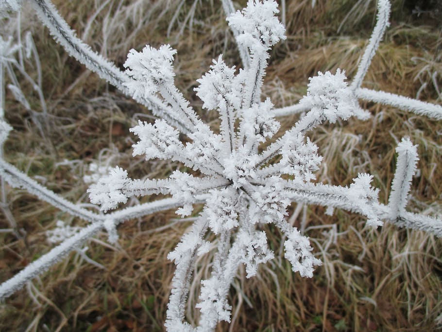 ice flowers, eiskristalle, cold, cold temperature, winter, snow HD wallpaper