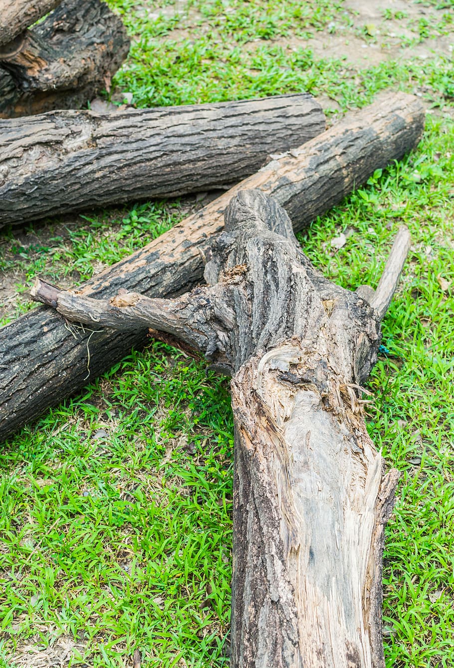 tree, dead, nature, desert, dry, death, landscape, old, natural HD wallpaper