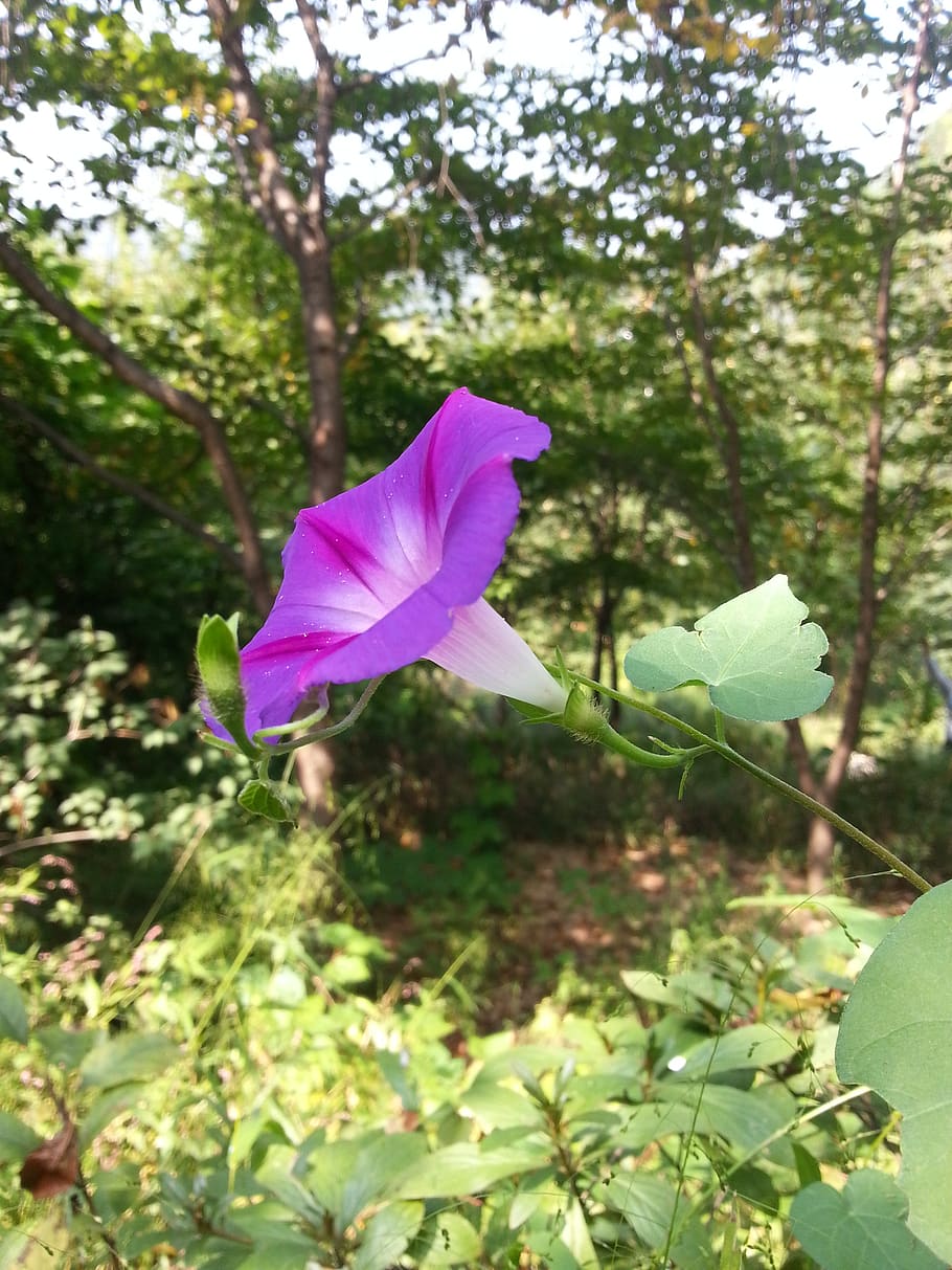 morning glory, flowers, plant, flowering plant, growth, beauty in nature HD wallpaper