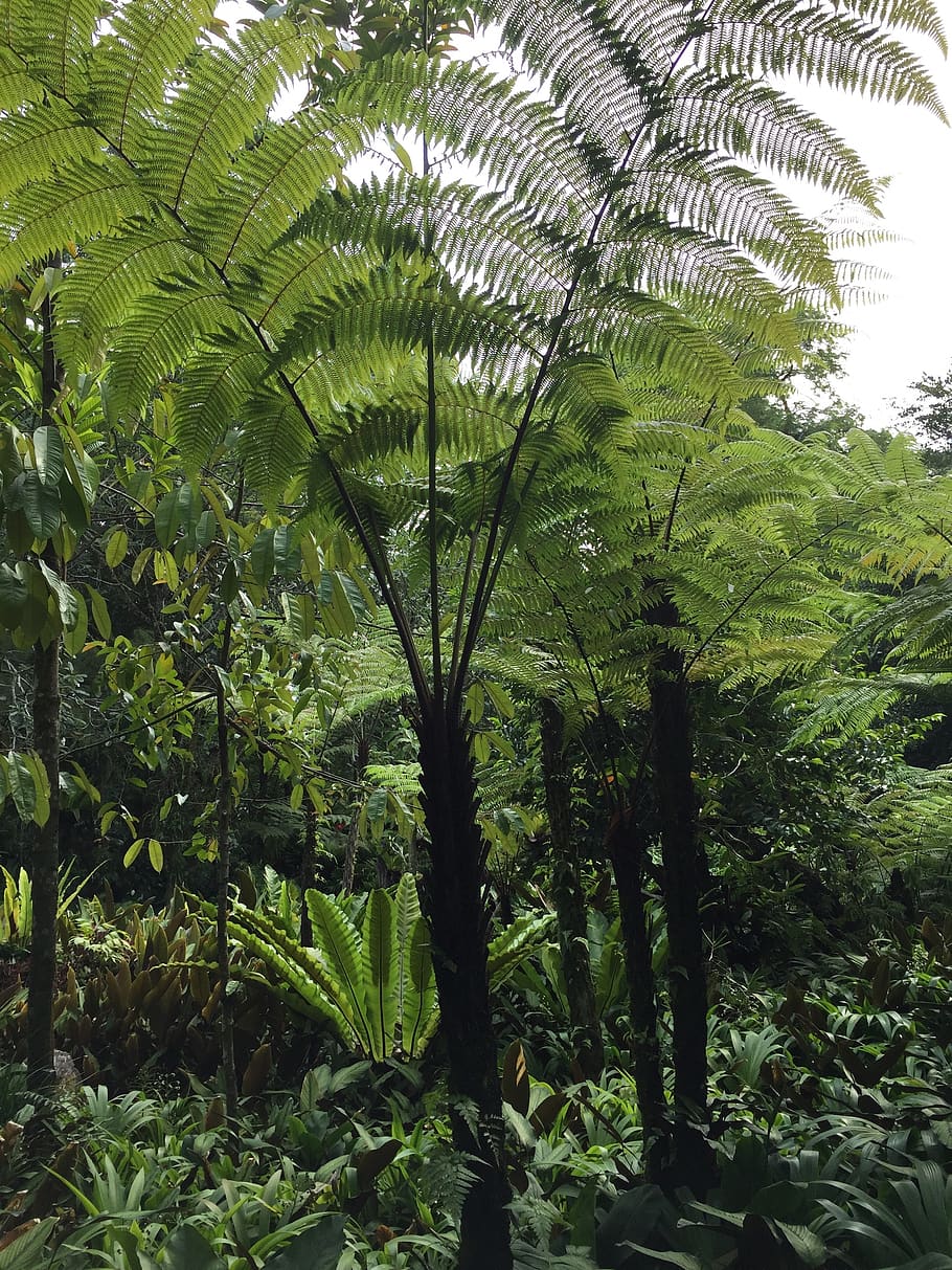 fern, rainforest, lush, plant, tree, growth, green color, nature HD wallpaper