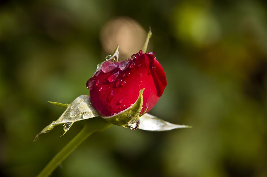 rosa, capullo, rosebud, red, button, flower, garden, raindrops HD wallpaper