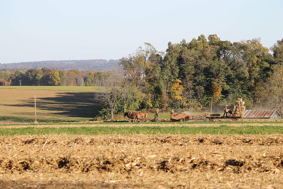 HD wallpaper: amish, pennsylvania, farm, rural, county, lancaster, horse |  Wallpaper Flare