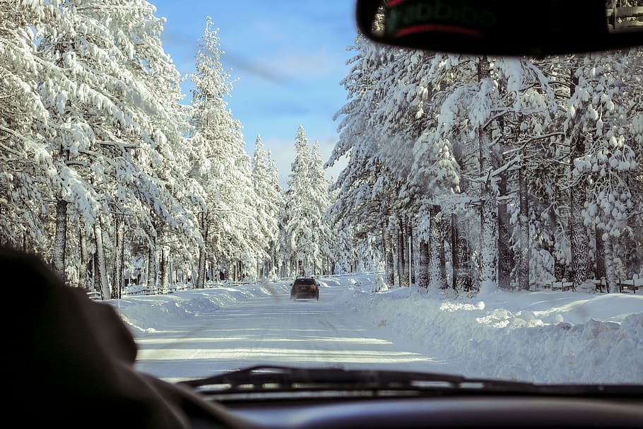 car on road near forest, driving in road full of snow, pine trees HD wallpaper