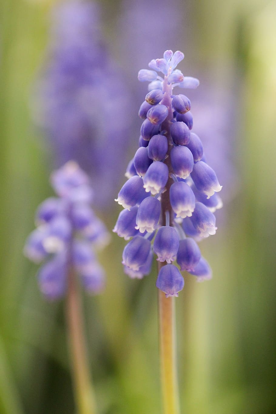grape hyacinth, blue, nature, spring, bulb, garden, green, flower HD wallpaper