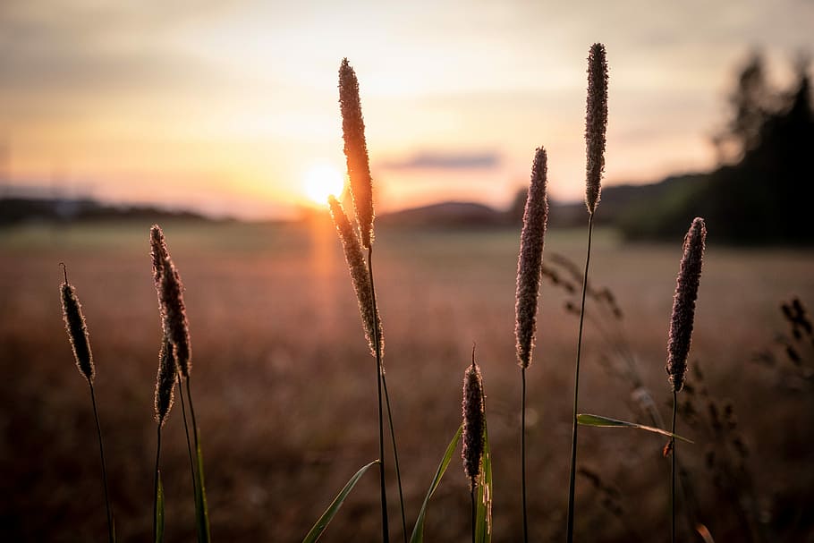 cereals, barley, wheat, spike, field, green, barley field, ear HD wallpaper