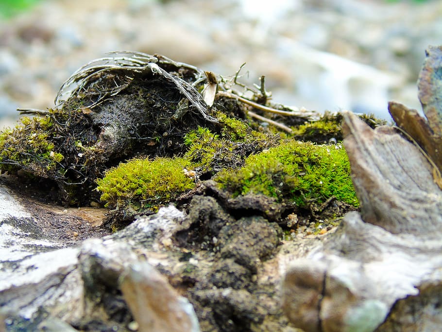 moss, root, nature, green, forest, environment, wood, garden HD wallpaper