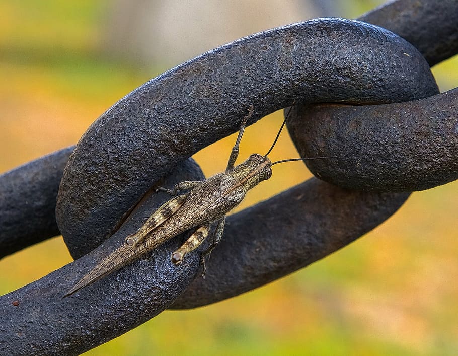 grasshopper, insect, bug, wildlife, macro, colorful, closeup HD wallpaper