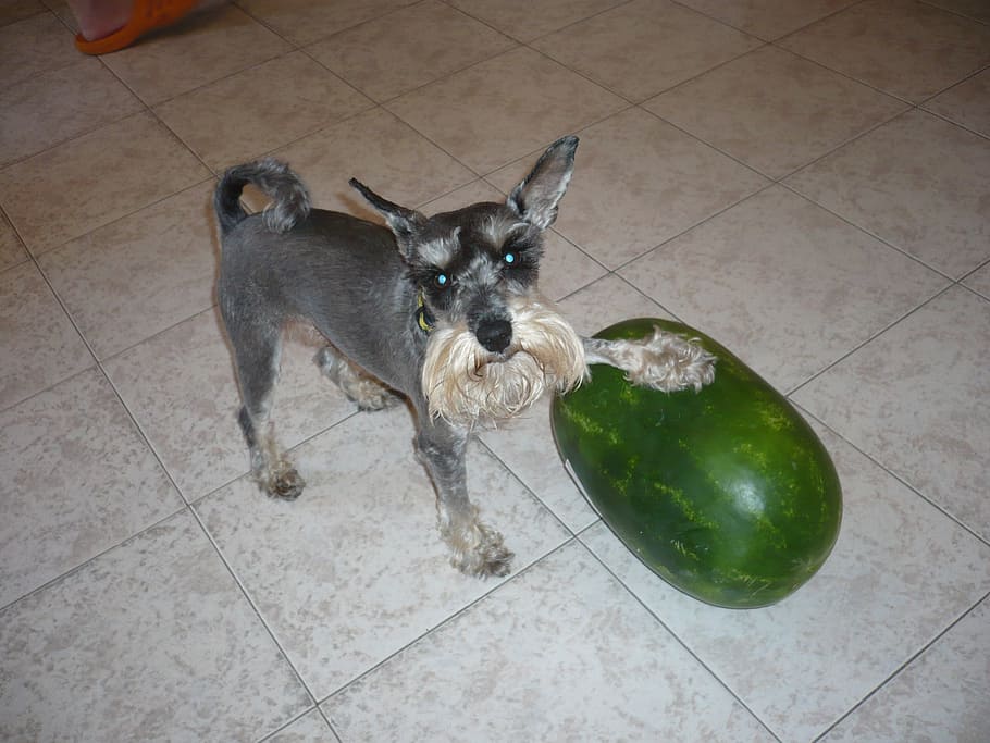 dog, melon, schnauzer, mammal, domestic, pets, domestic animals HD wallpaper