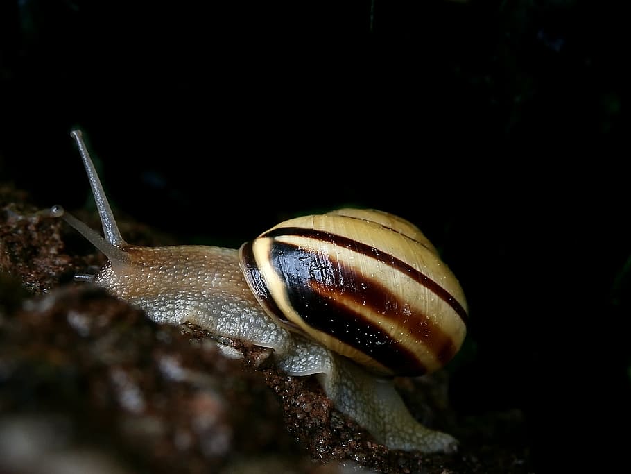 snail, shell, close, animal wildlife, animal themes, animals in the wild HD wallpaper